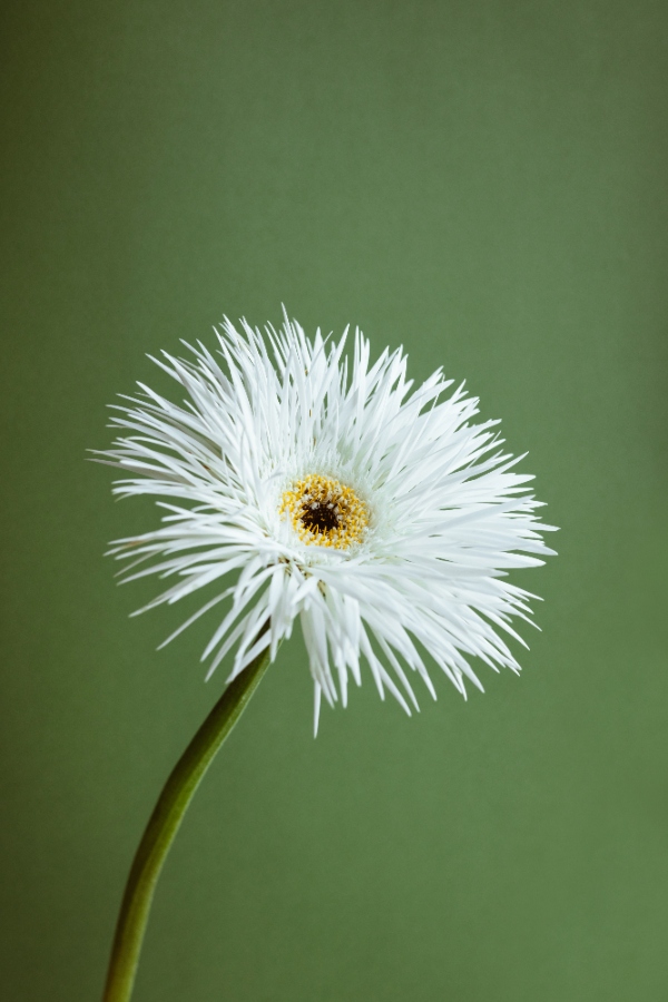 white flower